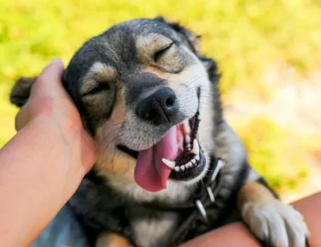 Por qué este 21 de julio se celebra el Día Mundial del Perro: un vínculo que transforma y sana Por qué este 21 de julio se celebra el Día Mundial del Perro: un vínculo que transforma y sana