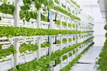 Más plantas y tecnología: cómo será la alimentación del futuro Más plantas y tecnología: cómo será la alimentación del futuro
