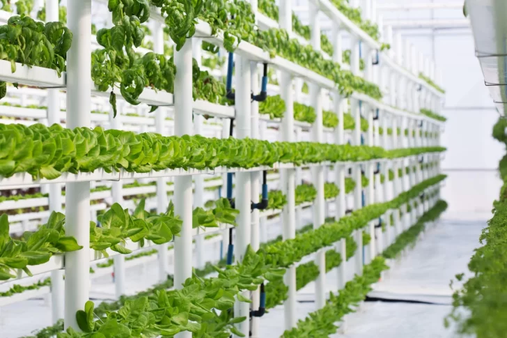 Más plantas y tecnología: cómo será la alimentación del futuro Más plantas y tecnología: cómo será la alimentación del futuro