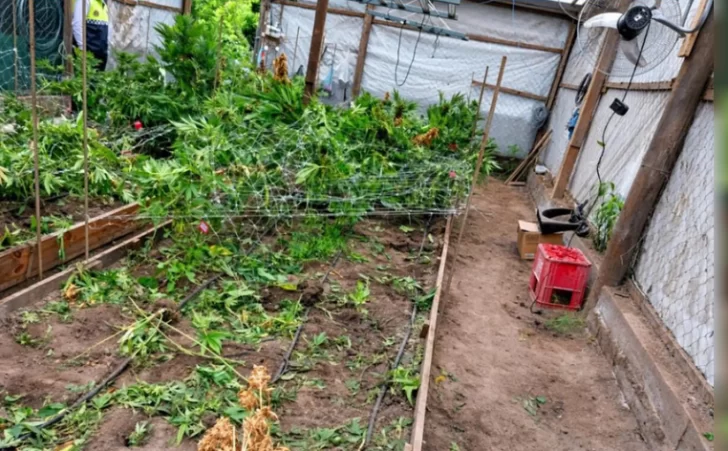 Denunciaron el robo de plantas de marihuana medicinal de un cultivo protegido por la Justicia Denunciaron el robo de plantas de marihuana medicinal de un cultivo protegido por la Justicia