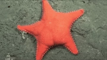 La estrella culona tendrá su película: la expedición del Conicet llega al cine La estrella culona tendrá su película: la expedición del Conicet llega al cine