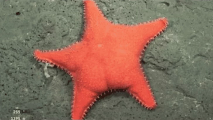 La estrella culona tendrá su película: la expedición del Conicet llega al cine La estrella culona tendrá su película: la expedición del Conicet llega al cine