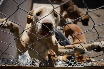 Tucumán Mascotas acompaña una iniciativa digital para la protección animal Tucumán Mascotas acompaña una iniciativa digital para la protección animal