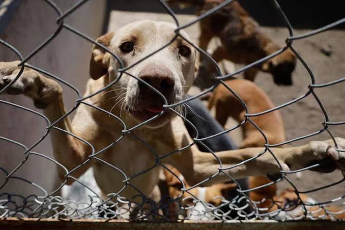 Tucumán Mascotas acompaña una iniciativa digital para la protección animal Tucumán Mascotas acompaña una iniciativa digital para la protección animal