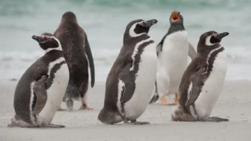 Cuestionan el traslado de 43 pingüinos del ex Aquarium a Río Negro Cuestionan el traslado de 43 pingüinos del ex Aquarium a Río Negro