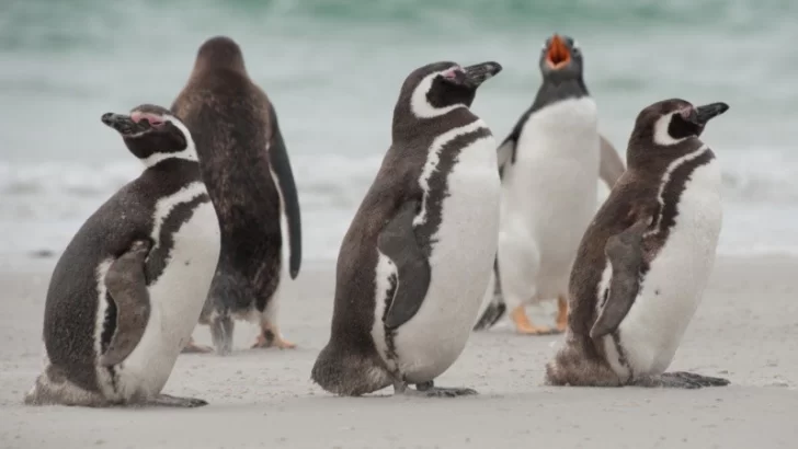 Cuestionan el traslado de 43 pingüinos del ex Aquarium a Río Negro Cuestionan el traslado de 43 pingüinos del ex Aquarium a Río Negro